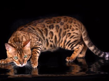 Домашняя бенгальская кошка: характер и стандарт породы