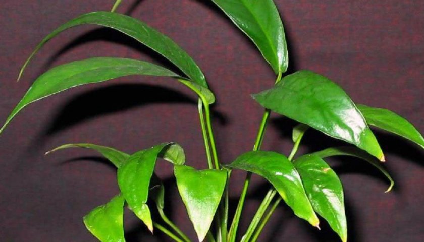 Анубиас хастифолия