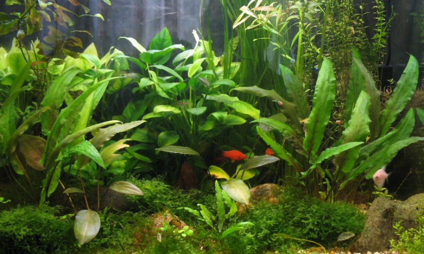 Анубиас в аквариуме