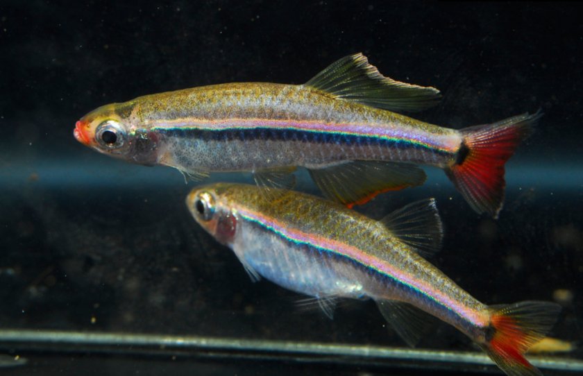 Аквариумные рыбки кардиналы