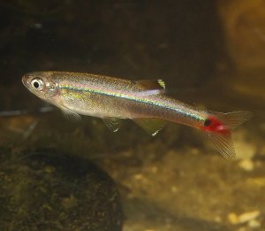 Аквариумная рыбка кардинал