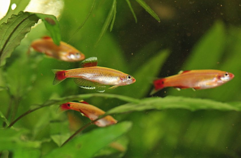 Аквариумные рыбки кардиналы