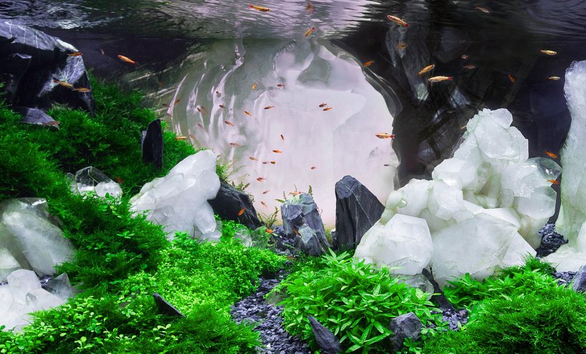 Аквариумные рыбки кардиналы