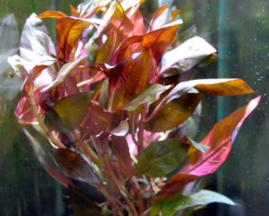 Людвигия ползучая рубин