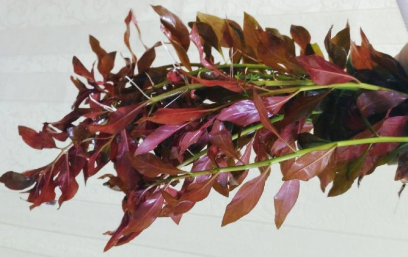 Людвигия рубин