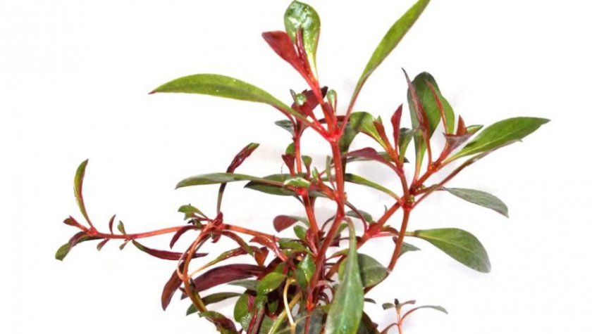 Людвигия рубин