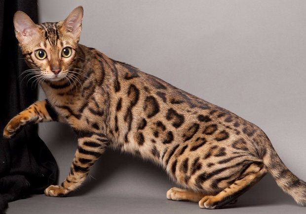 Бенгальская кошка Бенгальская кошка