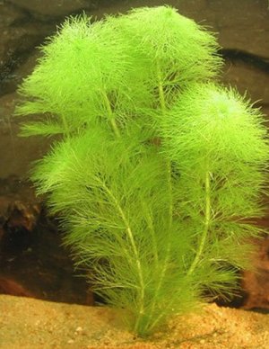 Амбулия королевская Амбулия королевская