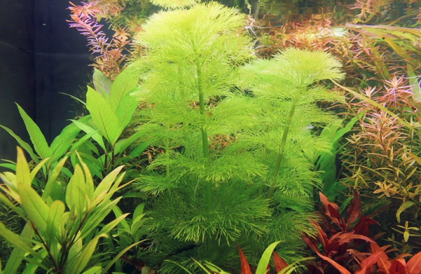 Амбулия королевская Амбулия королевская