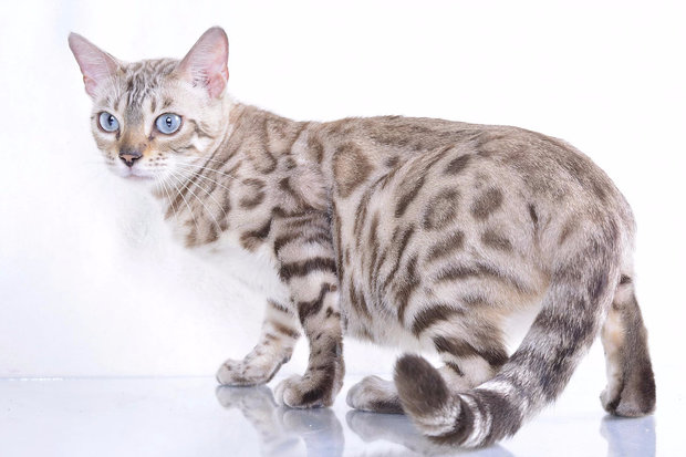 Снежная бенгальская кошка Снежная бенгальская кошка