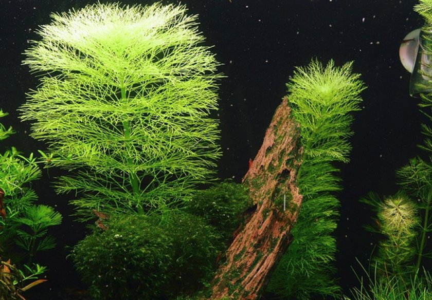 Амбулия королевская Амбулия королевская