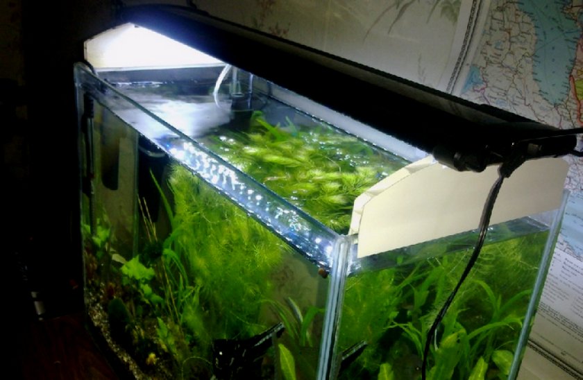 Освещение в аквариуме Освещение в аквариуме