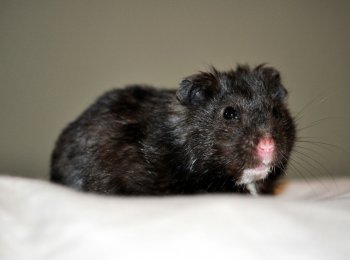 Сирийские и джунгарские чёрные хомячки
