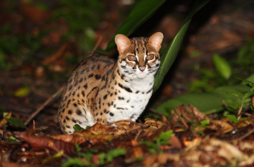 История История