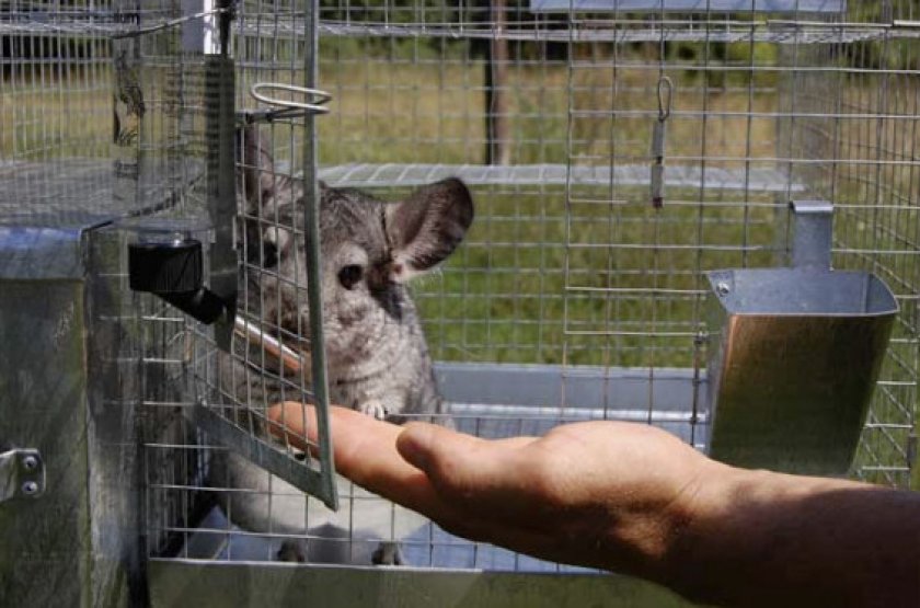 Клетка для шиншиллы