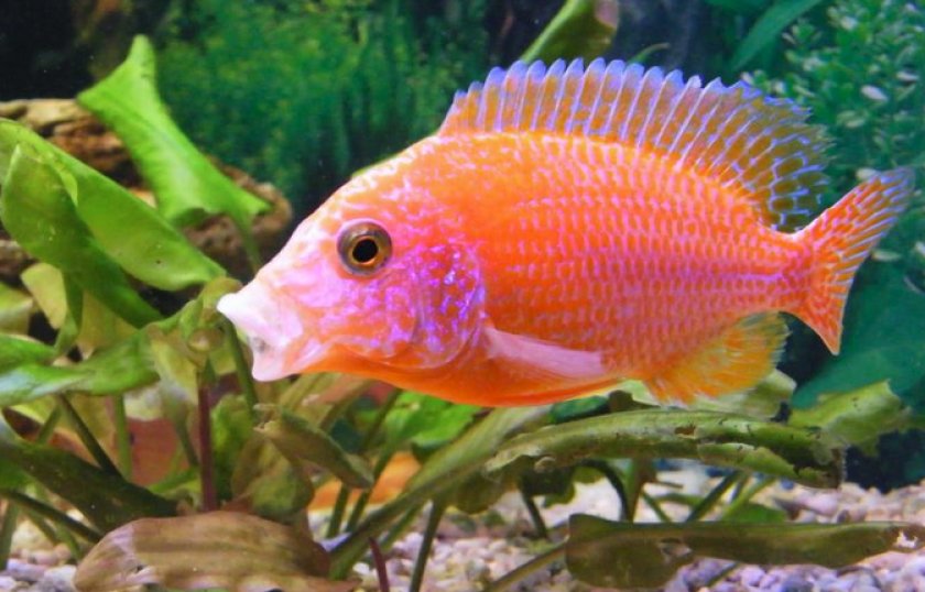 Аулонокара орхидея ред