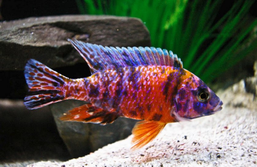 Аулонокара мультиколор