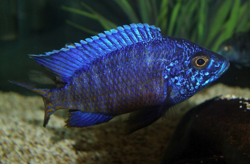 Ньяса голубая