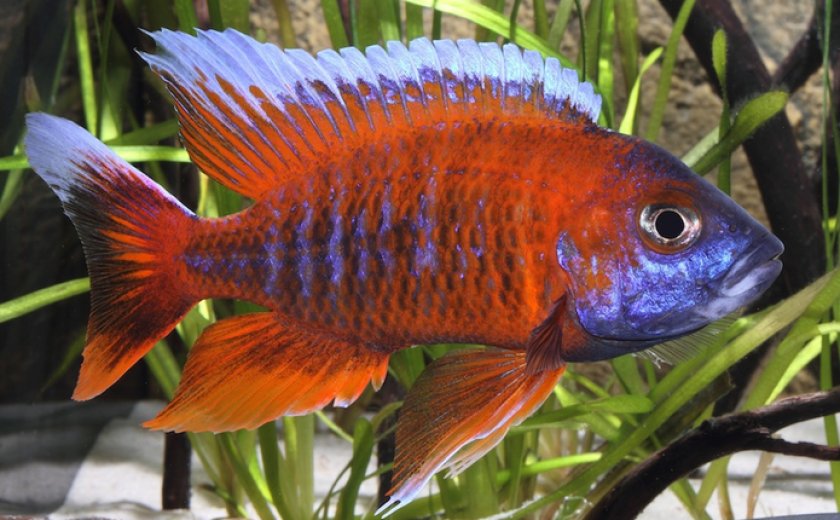 Аулонокара фрайберга