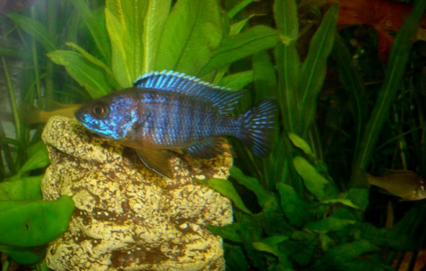 Аулонокара в аквариуме