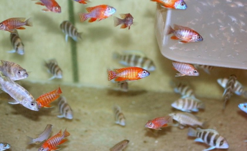 Аулонокары в аквариуме