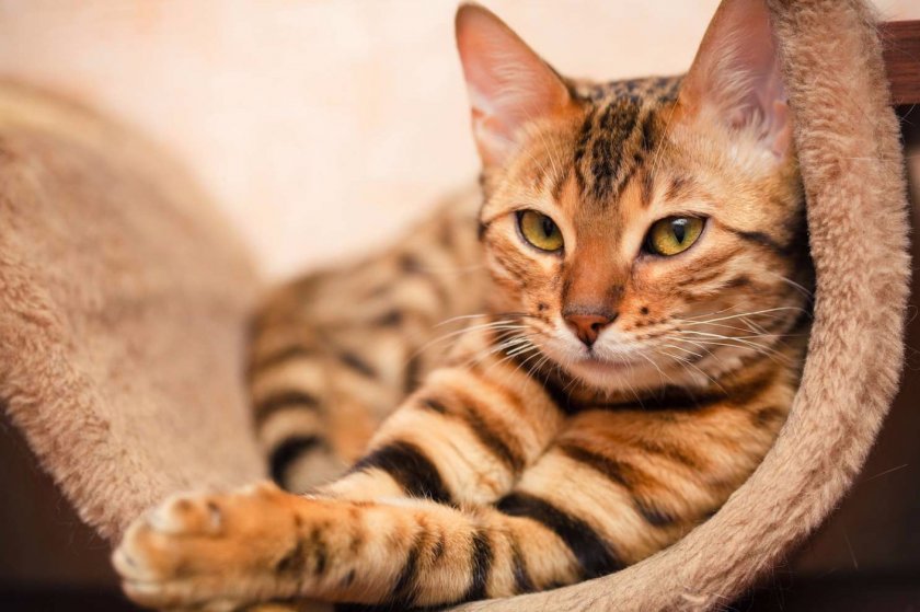 Бенгальская кошка Бенгальская кошка