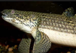 Полиптерус Эндлихера