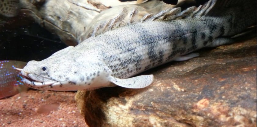 Полиптерус Эндлихера