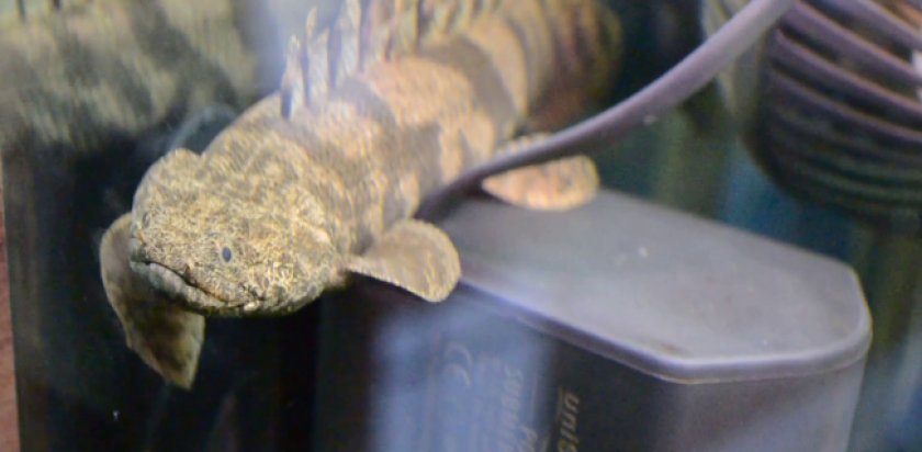 Полиптерус