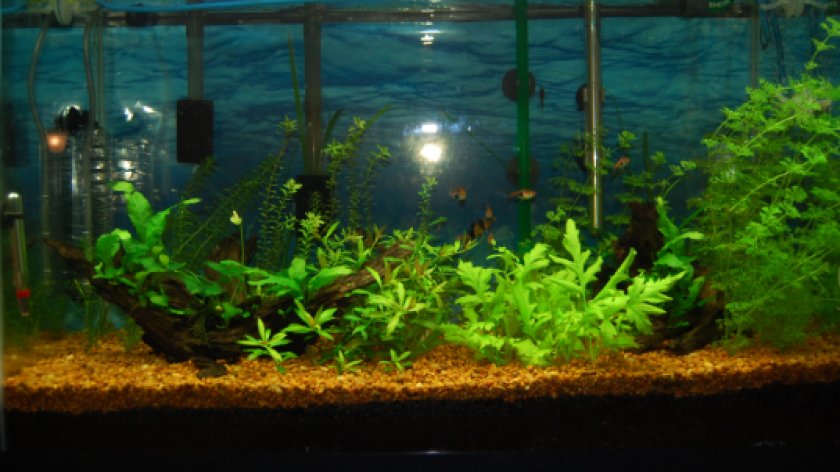 Грунт и растения