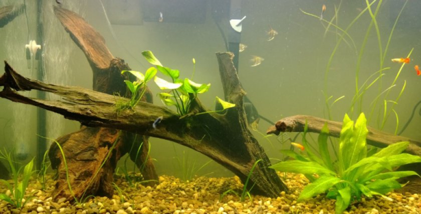 Коряги в домашнем аквариуме Коряги в домашнем аквариуме