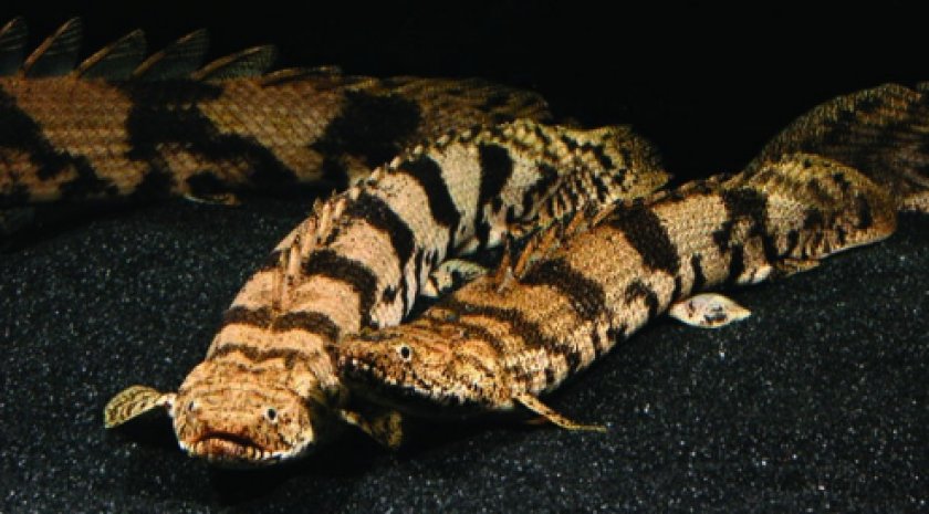 Полиптерус Эндлихера