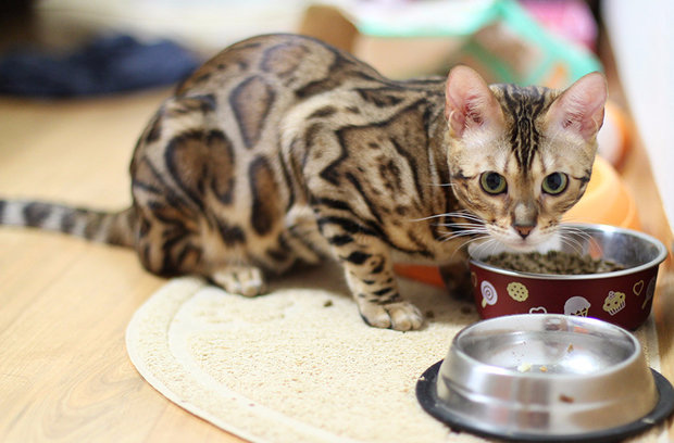 Бенгальская кошка Бенгальская кошка