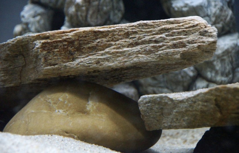 Гнейс в аквариуме