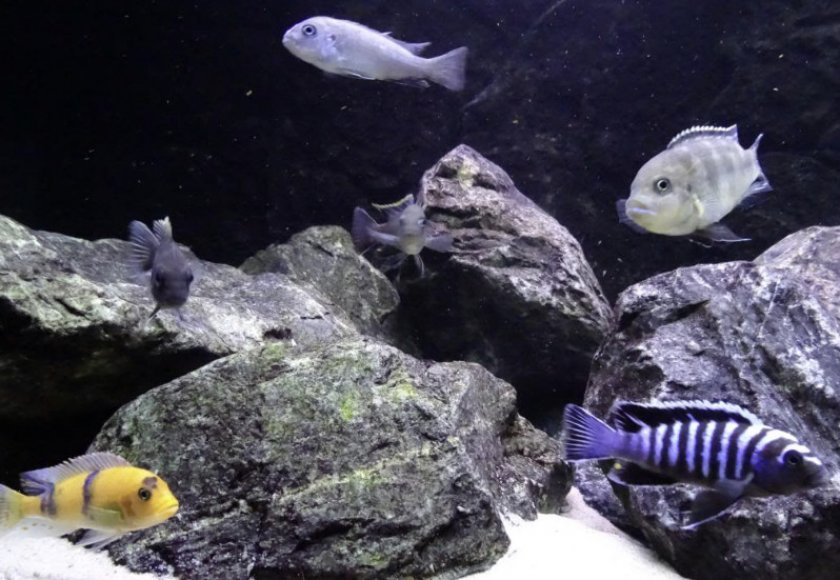 Гранит в аквариуме