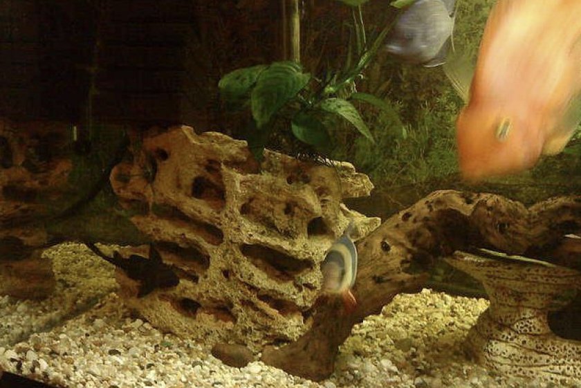 Песчаник в аквариуме