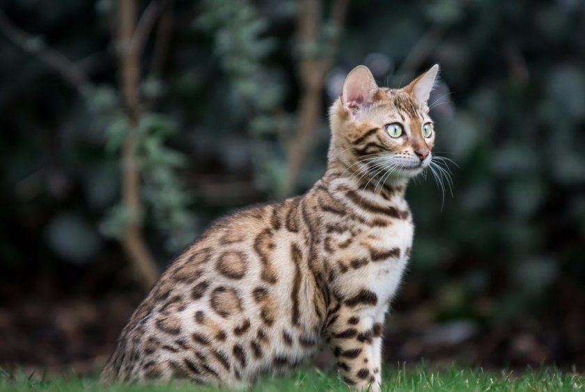 Бенгальская кошка Бенгальская кошка