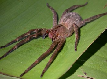 Бразильский странствующий паук: чем опасен, где обитает