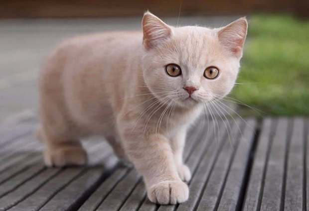 Котенок британской породы Котенок британской породы