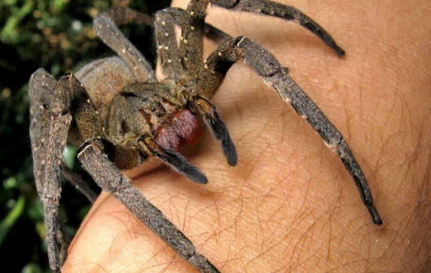 Бразильский странствующий паук