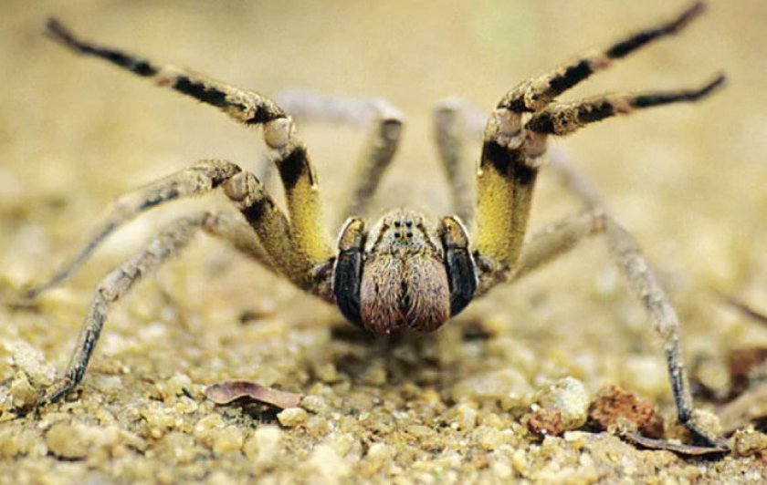 Бразильский странствующий паук