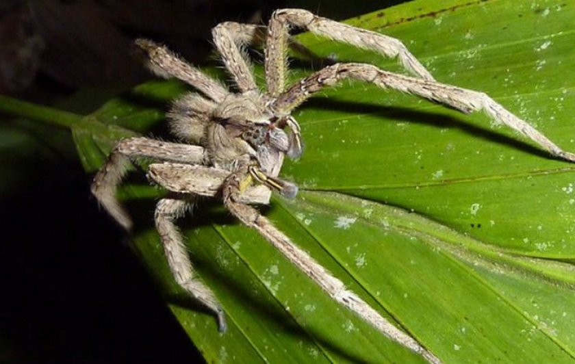 Бразильский странствующий паук
