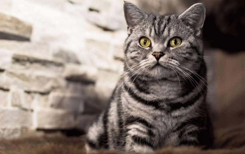 Британская порода