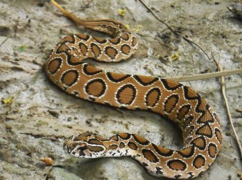 Гадюка рассела: как выглядит, где водится, чем опасна