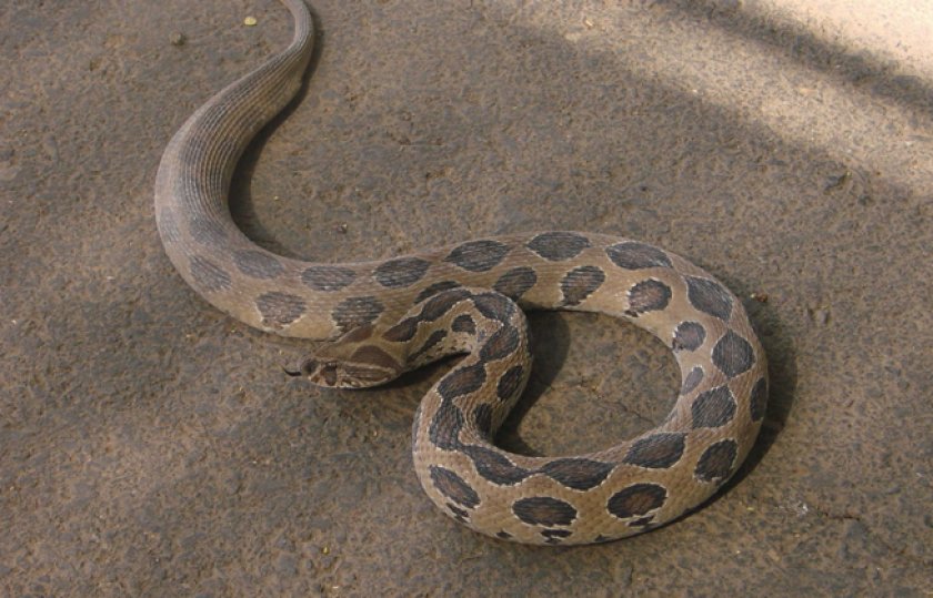 Гадюка рассела