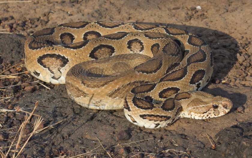 Гадюка рассела