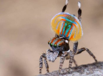 Как выглядит и где обитает паук павлин