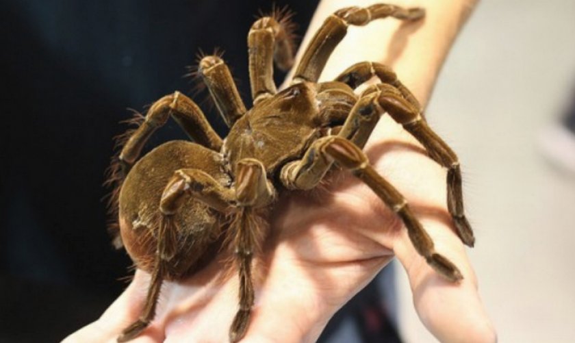 Паук-голиаф