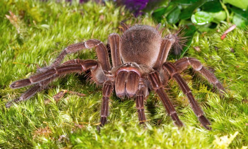 Паук-голиаф