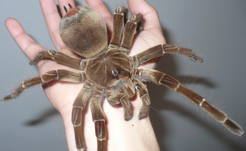 Паук-голиаф